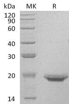 Human Interleukin7F/IL7F Recombinant Protein (RPES2082)
