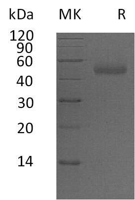 Human PSG5 Recombinant Protein (RPES2562)