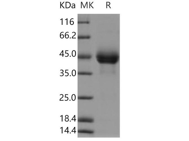 CD3E & CD3G Heterodimer Recombinant Protein  (RPES2797)