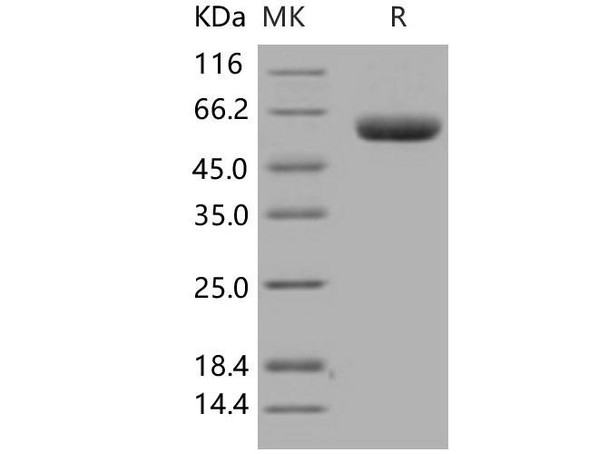 Human DPP7/DPPII/DPP2 Recombinant Protein (RPES3143)