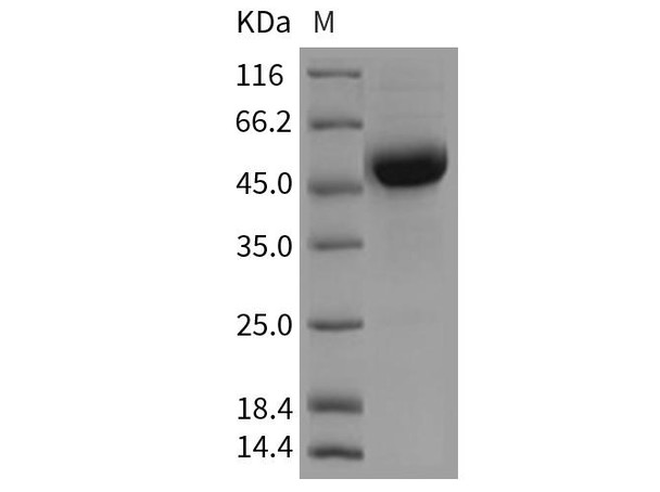Rat CD79B/B29 Recombinant Protein (Fc Tag) (RPES4371)