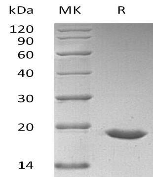 Human SUMO3/SMT3A Recombinant Protein (RPES5226)