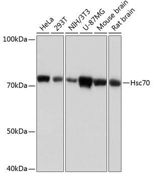 Hsc70/HSPA8 Rabbit Monoclonal Antibody (CAB0415)