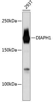 DIAPH1 Rabbit Monoclonal Antibody (CAB11596)