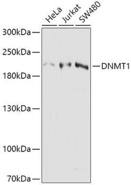 DNMT1 Rabbit Polyclonal Antibody (CAB17474)