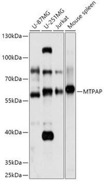 MTPAP Rabbit Polyclonal Antibody (CAB17715)