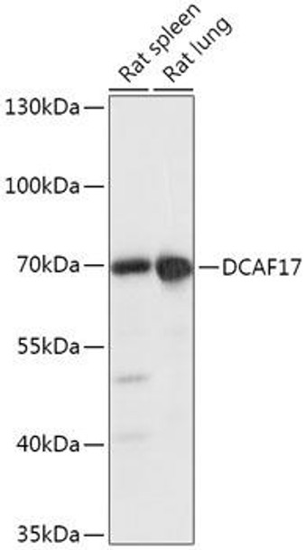 DCAF17 Rabbit Polyclonal Antibody (CAB17776)