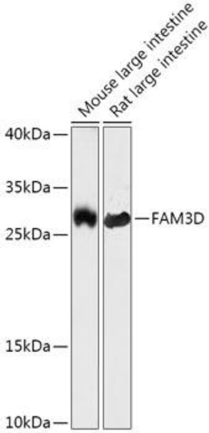 FAM3D Rabbit Polyclonal Antibody (CAB17823)