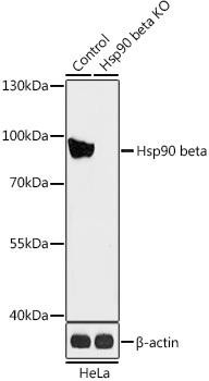 [KO Validated] Hsp90β Rabbit Polyclonal Antibody (CAB18015)
