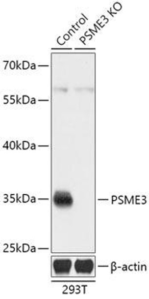 [KO Validated] PSME3 Rabbit Polyclonal Antibody (CAB18021)