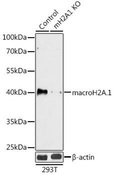 [KO Validated] macroH2A.1 Rabbit Polyclonal Antibody (CAB18091)