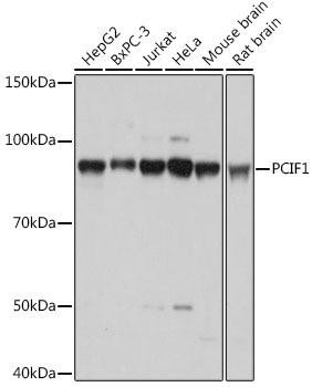 PCIF1 Rabbit Polyclonal Antibody (CAB18347)