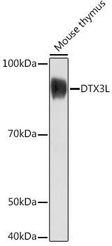 DTX3L Rabbit Polyclonal Antibody (CAB18551)