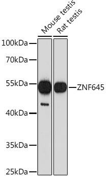 ZNF645 Rabbit Polyclonal Antibody (CAB18553)
