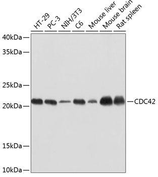 CDC42 Rabbit Monoclonal Antibody (CAB19028)