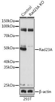 [KO Validated] Rad23A Rabbit Polyclonal Antibody (CAB19884)