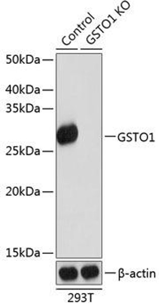 [KO Validated] GSTO1 Rabbit Polyclonal Antibody (CAB19892)