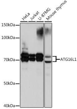 ATG16L1 Rabbit Monoclonal Antibody (CAB3637)