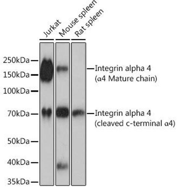 Integrin alpha 4 (ITGA4/CD49d) Rabbit Monoclonal Antibody (CAB4054)