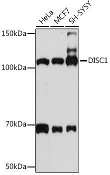 DISC1 Rabbit Monoclonal Antibody (CAB4678)