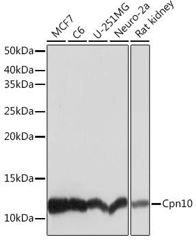 HSPE1/HSP10/CPN10 Rabbit Monoclonal Antibody (CAB5580)