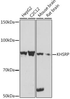 KHSRP Rabbit Monoclonal Antibody (CAB9075)