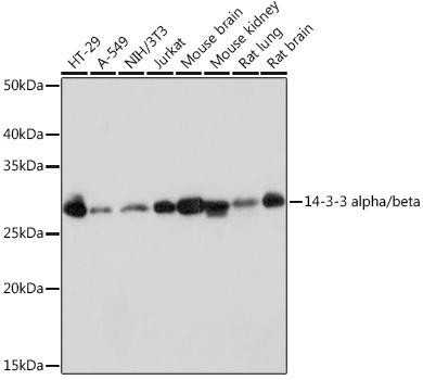14-3-3 alpha/beta Rabbit Monoclonal Antibody (CAB9151)
