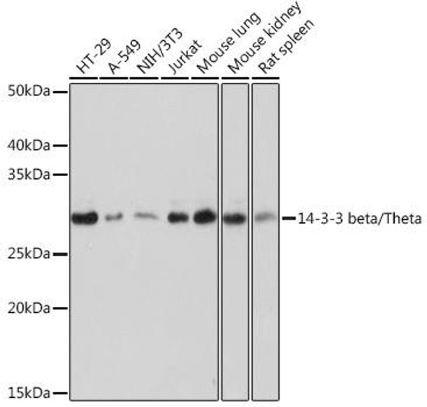 14-3-3 beta/zeta Rabbit Monoclonal Antibody (CAB9152)