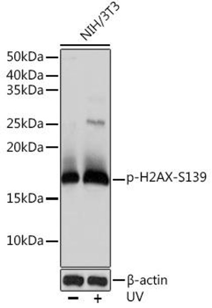Phospho-Histone H2AX-S139 Rabbit Monoclonal Antibody (CABP0687)