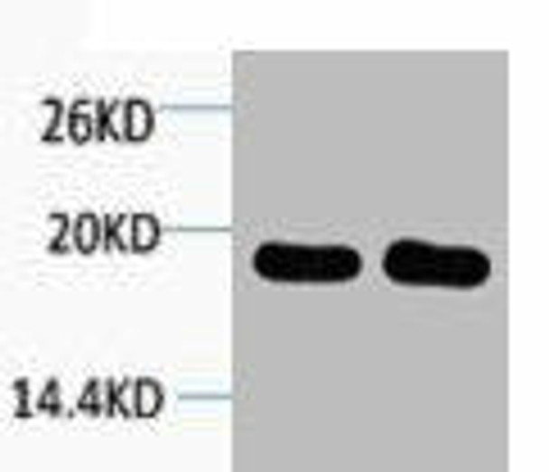 Histone H1 Antibody (PACO00104)