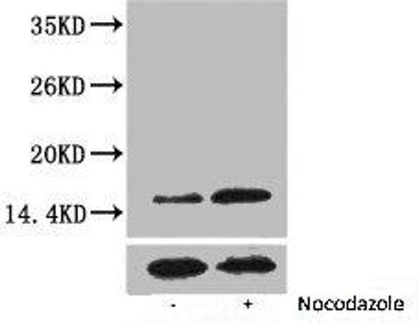 Phospho-Histone H3 (Thr3) Antibody (PACO00116)