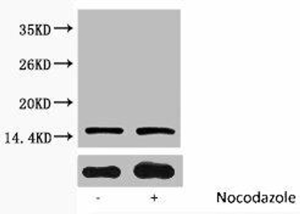 Phospho-Histone H3 (Ser10) Antibody (PACO00118)
