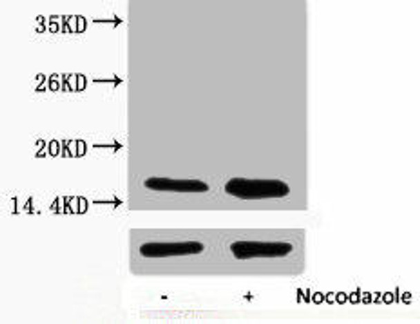 Phospho-Histone H3 (Thr45) Antibody (PACO00123)