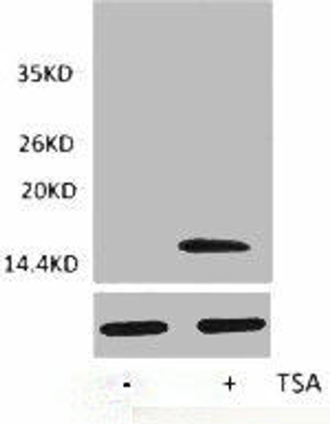 Acetyl-Histone H3 (Lys4) Antibody (PACO00126)