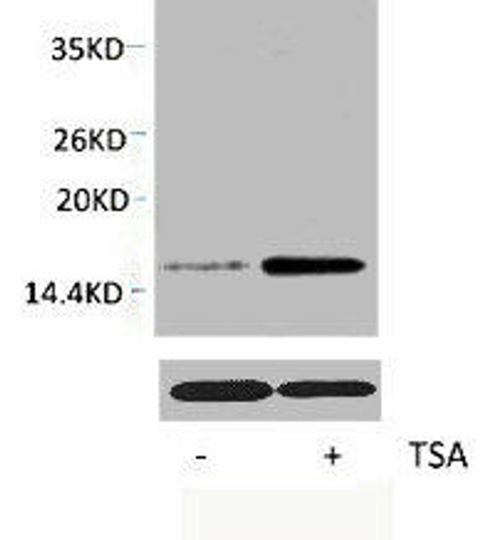 Acetyl-Histone H3 (Lys18) Antibody (PACO00129)
