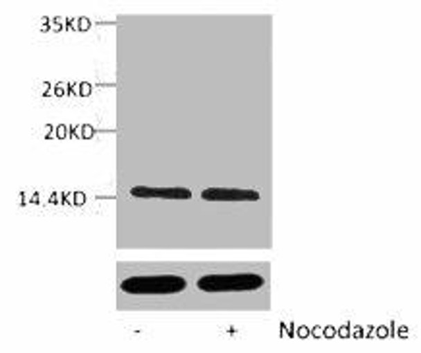 Phospho-Histone H2A (Ser129) Antibody (PACO00136)