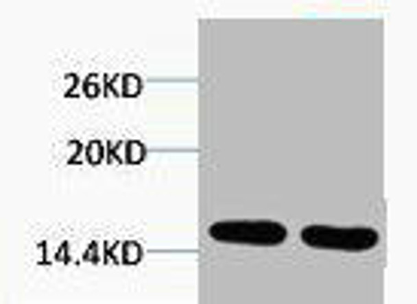 Mono-Methyl-Histone H2B (Lys5) Antibody (PACO00146)