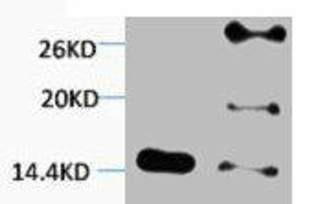 Di-Methyl-Histone H2B (Lys5) Antibody (PACO00147)