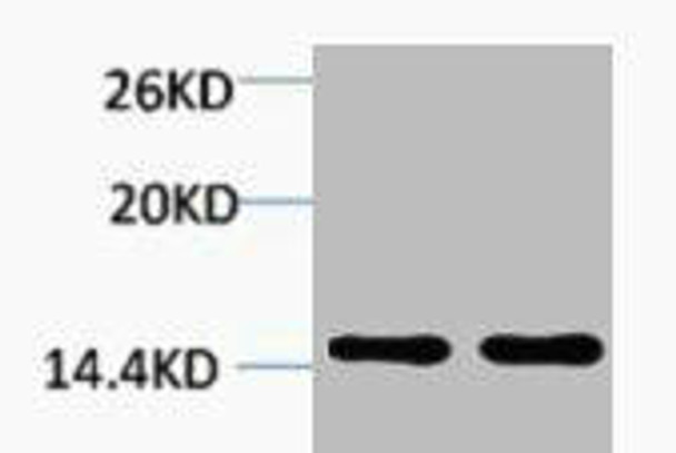 Di-Methyl-Histone H2B (Lys43) Antibody (PACO00148)