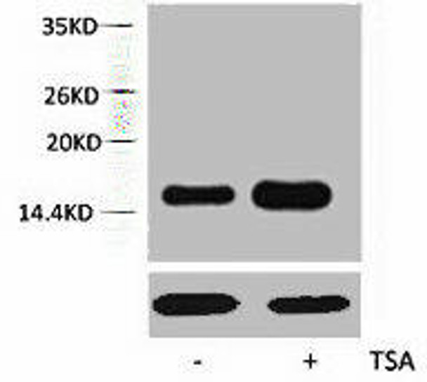 Acetyl-Histone H2A (Lys5) Antibody (PACO00155)