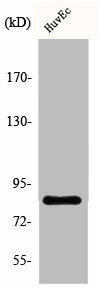 CARF Antibody (PACO00389)