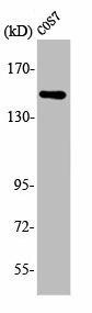 ARHGEF10 Antibody (PACO00420)