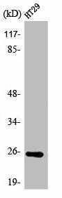 ATP5S Antibody (PACO00443)