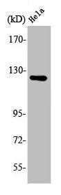 ATN1 Antibody (PACO00445)