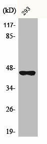 BMP8B Antibody (PACO00471)
