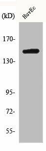 ARID4B Antibody (PACO00475)