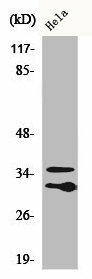 C1QL2 Antibody (PACO00486)
