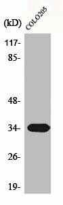 CNN2 Antibody (PACO00503)
