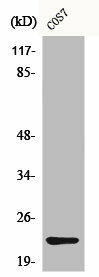 CBLN4 Antibody (PACO00588)