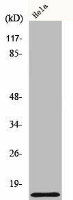 COX17 Antibody (PACO00630)